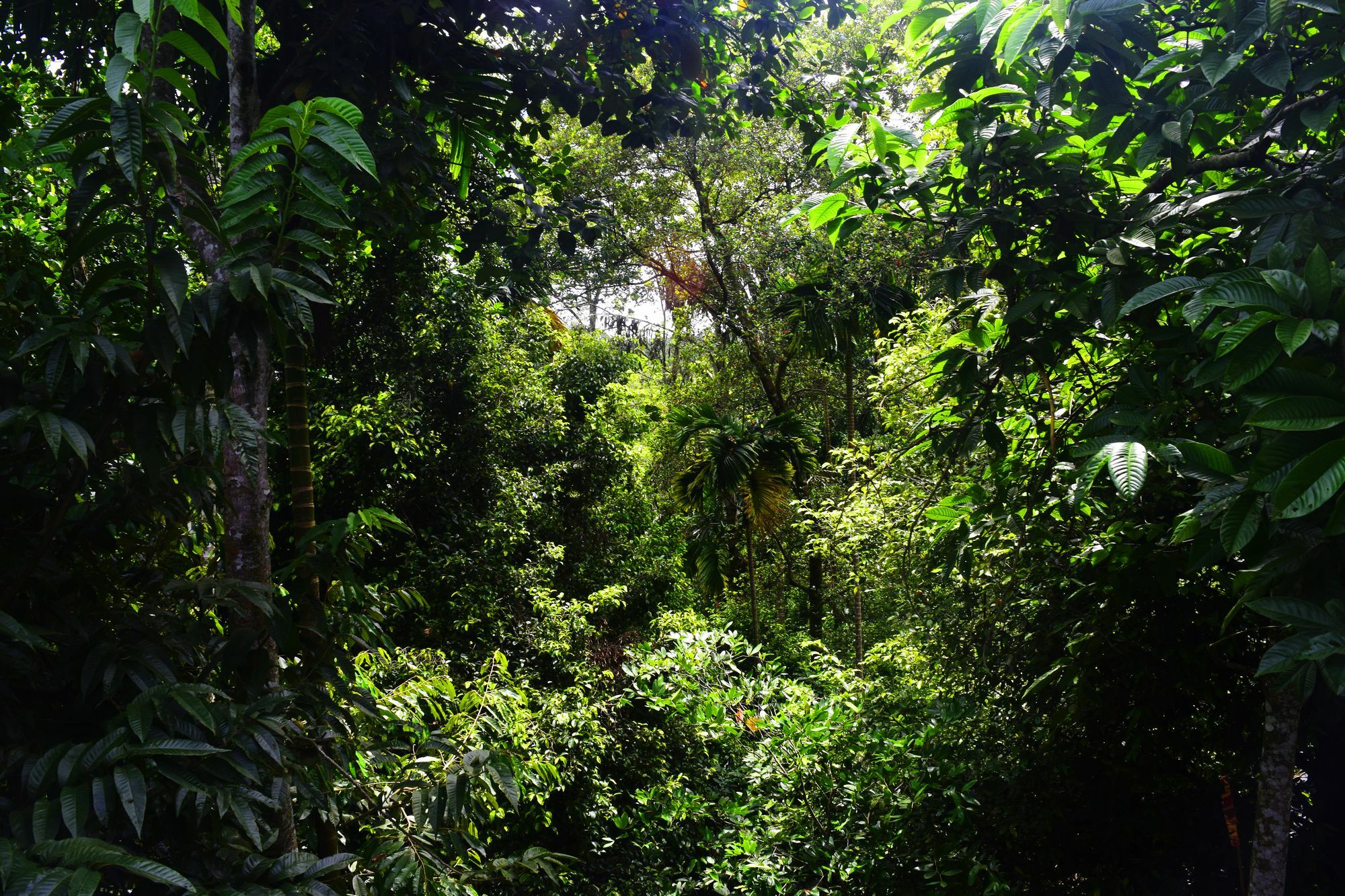 Hotel Avaana By Springhills Kandy Esterno foto