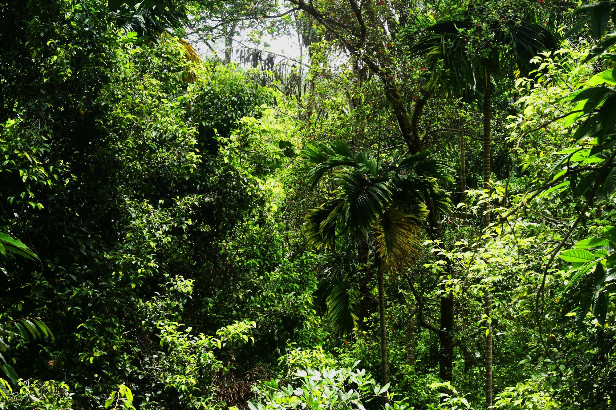 Hotel Avaana By Springhills Kandy Esterno foto