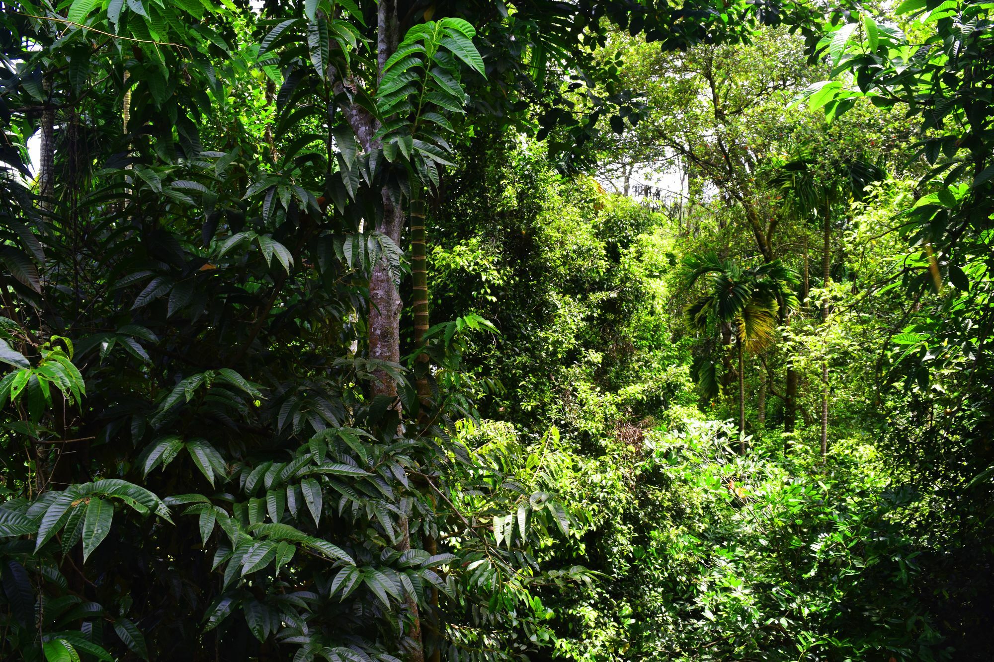 Hotel Avaana By Springhills Kandy Esterno foto